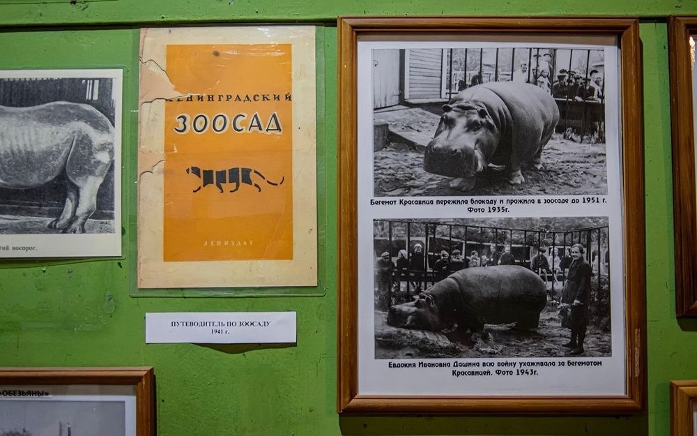 Как ленинградский зоопарк выжил в блокаду
